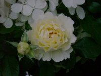 dsc00062