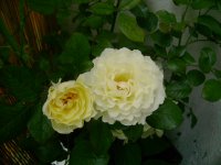 dsc00066-1