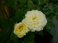 dsc00068