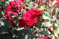 red-spot