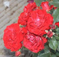 red-spot3
