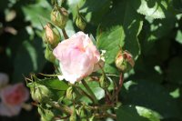 roseto-carla-fineschi