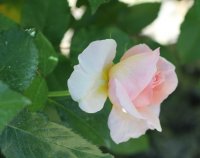roseto-carla-fineschi2