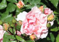 roseto-carla-fineschi3