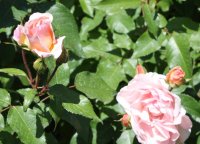 roseto-carla-fineschi4