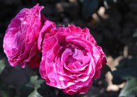 scent-of-woman