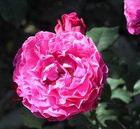 scent-of-woman2