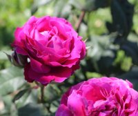 scent-of-woman3