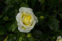 sun-and-the-heartv1
