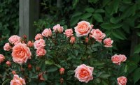 flower-power7