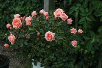 flower-power88