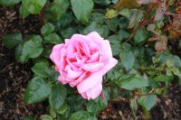 special-anniversary