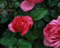 special-anniversaryy-090
