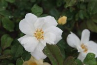 white-out-b