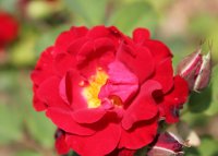 red-spot-1