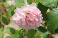 roseto-carla-fineschi