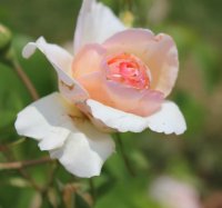 roseto-carla-fineschi1