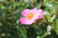 felicitas3
