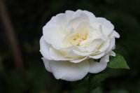 iwona