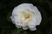 iwona2